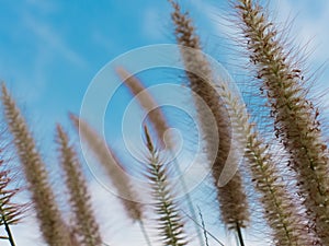 Beautiful Grass Flowers on the bright sky in the sunny Day