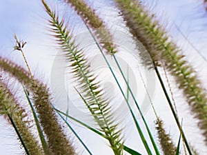 Beautiful Grass Flowers on the bright sky in the sunny Day