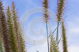 Beautiful Grass Flowers on the bright sky in the sunny Day