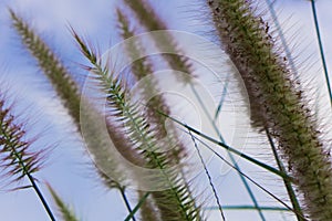 Beautiful Grass Flowers on the bright sky in the sunny Day