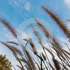 Beautiful Grass Flowers on the bright sky in the sunny Day