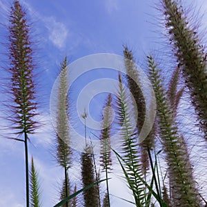 Beautiful Grass Flowers on the bright sky in the sunny Day