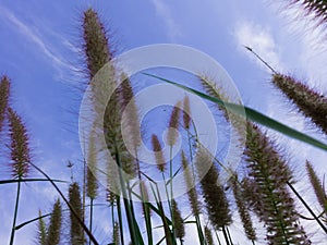 Beautiful Grass Flowers on the bright sky in the sunny Day