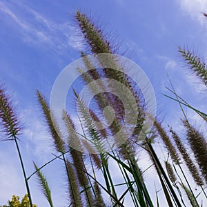Beautiful Grass Flowers on the bright sky in the sunny Day photo