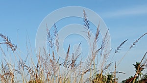Beautiful Grass Flowers Low Angle View.