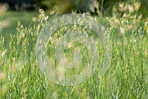 Beautiful grass flowers in nature background.Nut grass flower in the morning.Cyperus rotundus