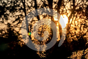 Beautiful grass flowers and warm light of sunset.