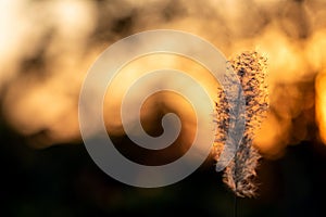 Beautiful grass flowers and warm light of sunset.