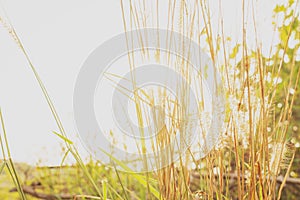 Beautiful grass flowers with warm morning sun