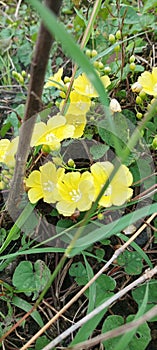 beautiful grass flowers with yellow and white pistils