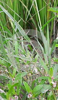 Beautiful grass