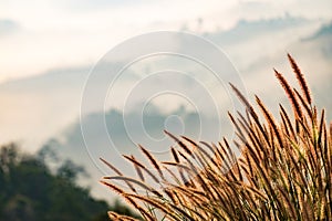 Beautiful grass on the mountain and fog