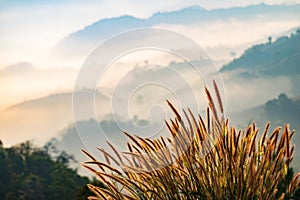 Beautiful grass on the mountain and fog