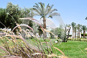 Beautiful grass with purple spikelets through which palm trees with leaves in a tropical resort are seen against a blue sky and gr