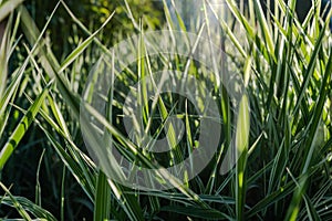 Beautiful grass Sedge, the rays of the sun