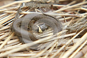 A beautiful grass snake