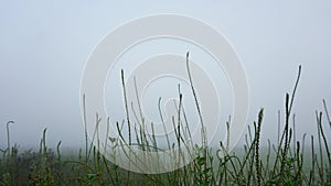 Beautiful grass with a thick white misty sky