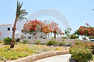 Grass, vegetation, Delonix royal tree with red blooming flowers, palm tree with green leaves in a tropical resort against a blue s photo