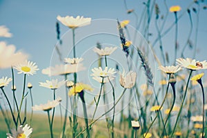 Summer Grasses blowing in the breeze