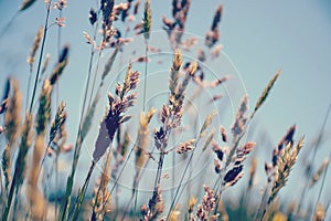 Summer Grasses blowing in the breeze