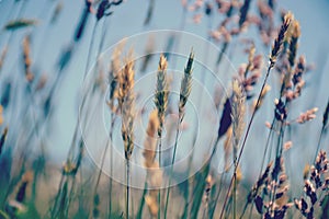 Summer Grasses blowing in the breeze