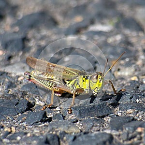 A beautiful grasshoper