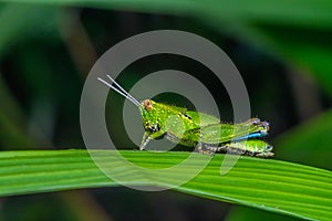 Beautiful grasshopper.