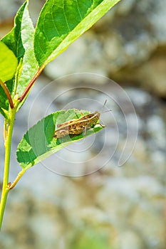 Beautiful grasshopper Acrididae resting in sunlight