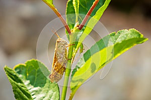 Beautiful grasshopper Acrididae resting in sunlight