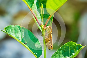 Beautiful grasshopper Acrididae resting in sunlight