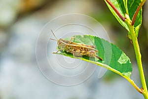 Beautiful grasshopper Acrididae resting in sunlight