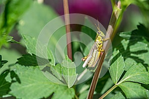 Beautiful Grasshopper on a Dahlia Plant on a Summer Sunny Day