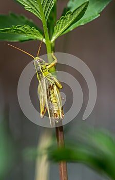 Beautiful Grasshopper on a Dahlia Plant on a Summer Sunny Day