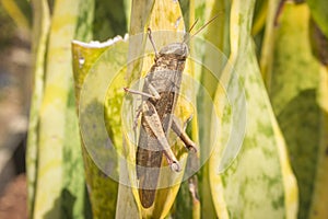 Beautiful grasshopper on the grass in summer macro