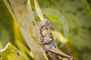 Beautiful grasshopper on the grass in summer macro