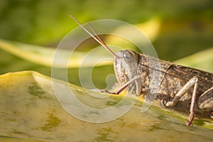 Beautiful grasshopper on the grass in summer macro