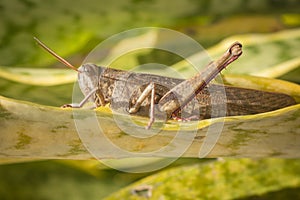 Beautiful grasshopper on the grass in summer macro