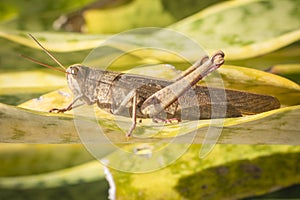 Beautiful grasshopper on the grass in summer macro