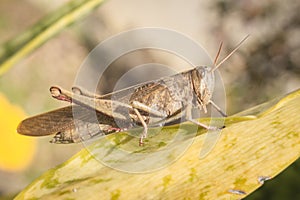 Beautiful grasshopper on the grass in summer macro