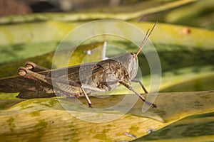 Beautiful grasshopper on the grass in summer macro