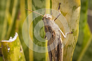 Beautiful grasshopper on the grass in summer macro