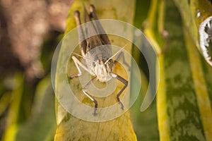 Beautiful grasshopper on the grass in summer macro