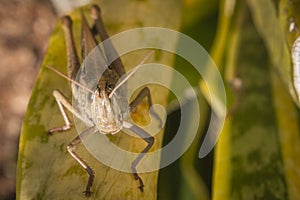 Beautiful grasshopper on the grass in summer macro