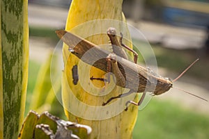 Beautiful grasshopper on the grass in summer macro