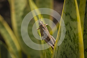 Beautiful grasshopper on the grass in summer macro