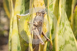 Beautiful grasshopper on the grass in summer macro