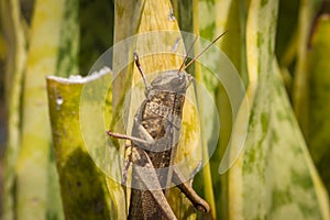 Beautiful grasshopper on the grass in summer macro