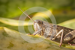 Beautiful grasshopper on the grass in summer macro