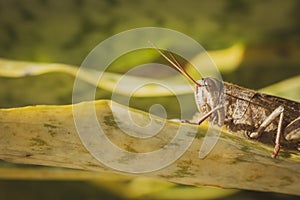 Beautiful grasshopper on the grass in summer macro