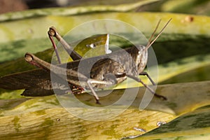 Beautiful grasshopper on the grass in summer macro